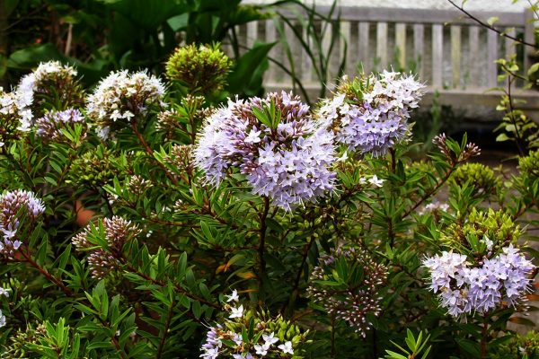 HEBE DIOSMIFOLIA - (white) 15cm