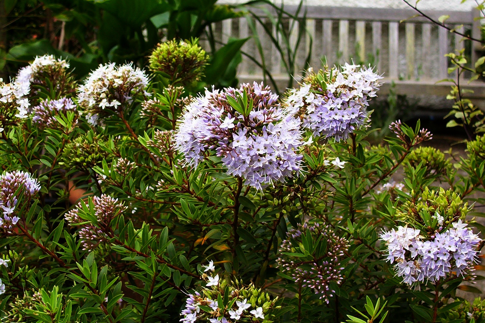 Hebe White - Hebe diosmifolia 15cm