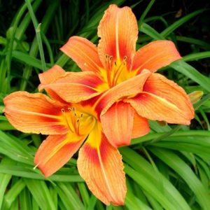 Daylily (Hemerocallis) Bronze 17cm
