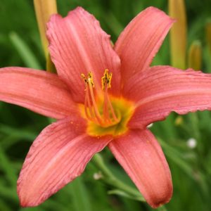 Daylily 'Deep Pink' (Hemerocallis Deciduous) 17cm