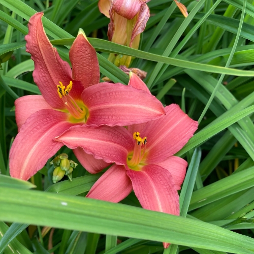 Daylily Deep Pink - Hemerocallis evergreen 17cm
