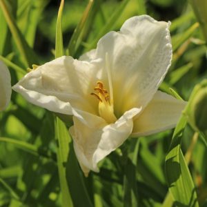 Daylily 'Gentle Shepherd' (Hemerocallis Cream) 17cm