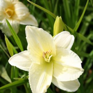 Daylily 'Joan Senior' (Hemerocallis Cream) 17cm