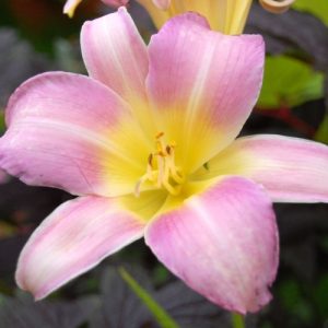 Daylily 'Light Pink' (Hemerocallis Evergreen) 17cm