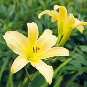 Daylily 'Little Betsy' (Hemerocallis) Yellow 17cm