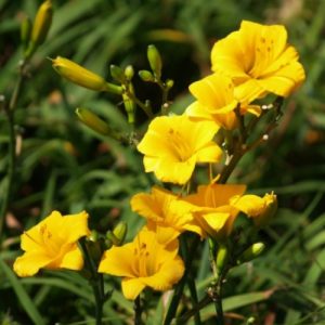 Daylily 'Little Pumpkin' (Hemerocallis) 17cm