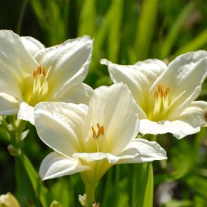 Daylily 'Moment of Truth' (Hemerocallis White 17cm