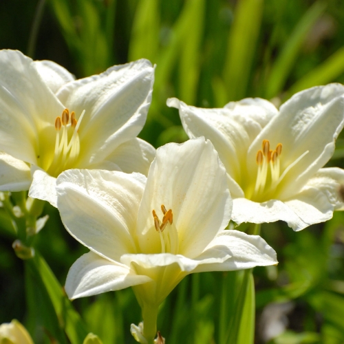 Daylily Moment of Truth White - Hemerocallis 17cm