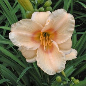 Daylily 'Peach' (Hemerocallis) 17cm