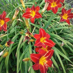 Daylily 'Rusty Dark Red' (Hemerocallis) 17cm