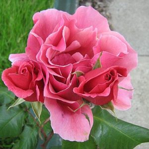 rose