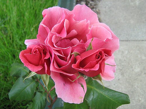 rose