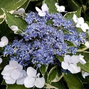 Hydrangea Variegated 'Lace White' 17cm