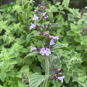 Calamint - Calamintha nepeta 15cm