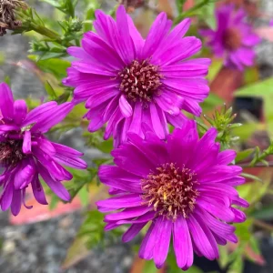 Aster Novi-belgii Jenny Compact Pink - Symphyotrichum novi-belgii 15cm