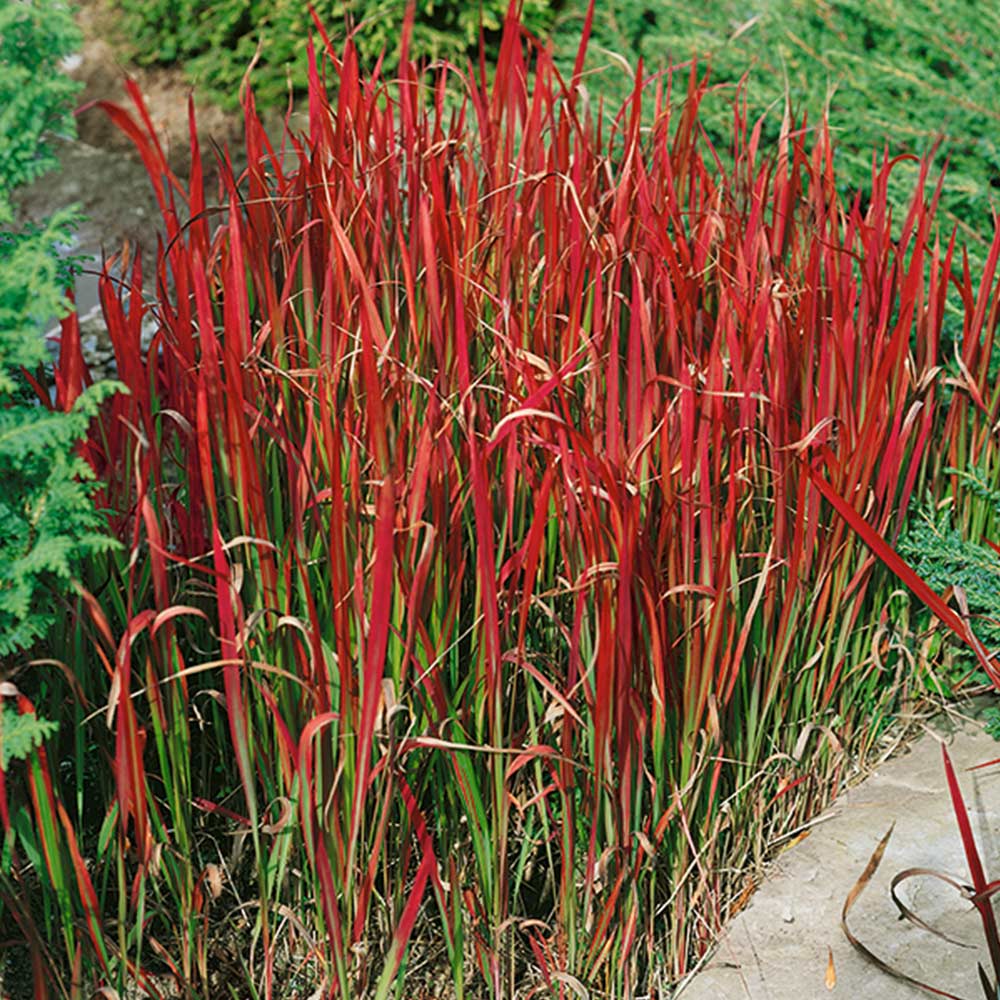 Japanese Blood Grass Red Baron - Imperata cylindrica 15cm
