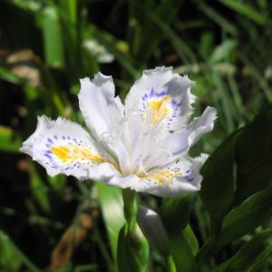 Fringed Iris (Iris Japonica) 17cm