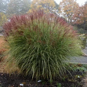 Maiden Grass Morning Light - Miscanthus 17cm