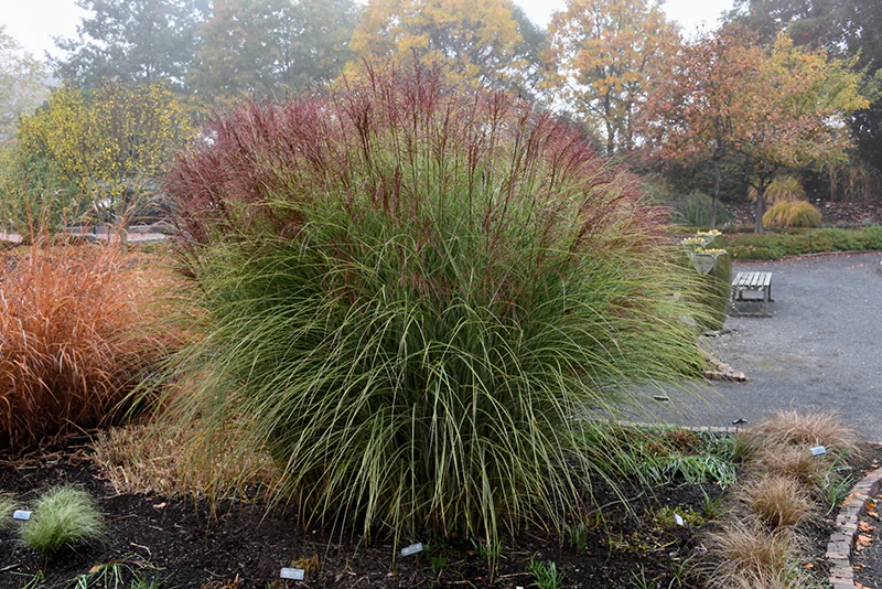Maiden Grass Morning Light - Miscanthus 17cm