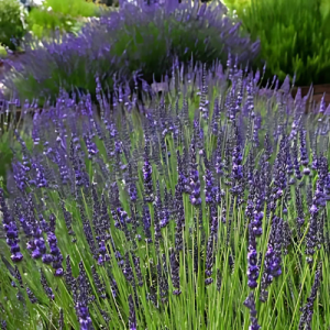 Lavender Grosso - Lavandula x intermedia 15cm