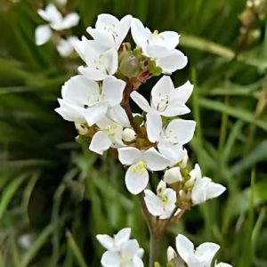 New Zealand Iris (Libertia Grandiflora) 15cm