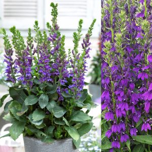 LOBELIA STARSHIP BLUE 17cm