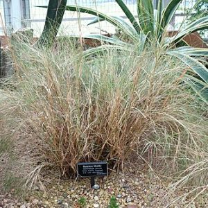 MUHLENBERGIA DUMOSUM - Bamboo Muhly 15cm