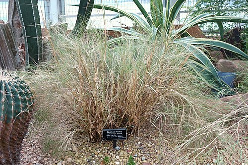 MUHLENBERGIA DUMOSUM - Bamboo Muhly 15cm