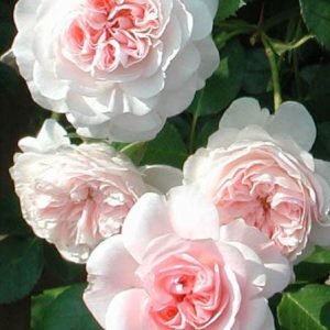 Rose My Granny Groundcover - Rosa 17cm
