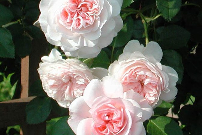 Rose My Granny Groundcover - Rosa 17cm