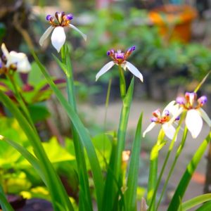 Walking Iris (Neomarica Northiana) 15cm