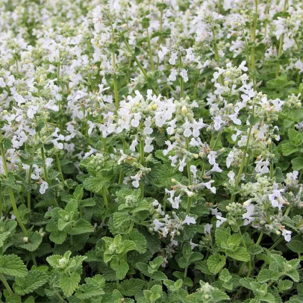 NEPETA RACEMOSA "Snowflake" Catmint 15cm