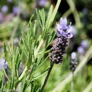 LAVENDER DENTATA - Grey french 15cm
