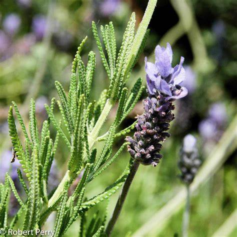 French Lavender Grey - Lavandula dentata 15cm