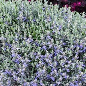 Bush Germander - Teucrium fruticans 15cm