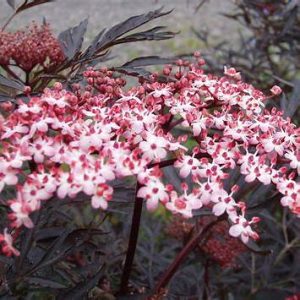 SAMBUCUS NIGRA "Black Lace" 17cm