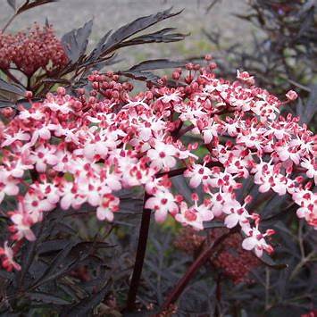 Elderberry Black Lace - Sambucus nigra 17cm