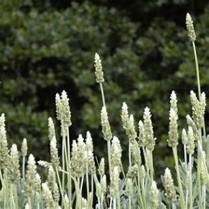 LAVENDER DENTATA "Pure Harmony" - white 15cm