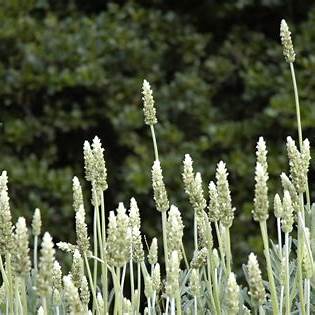 French Lavender Pure Harmony White - Lavandula dentata 15cm