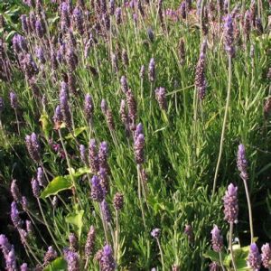 LAVENDER DENTATA - Green french 15cm