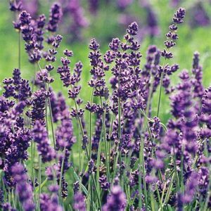 LAVENDER ANGUSTIFOLIA - English 15cm
