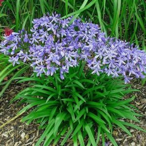 Agapanthus Nana Blue - Agapanthus africanus 15cm