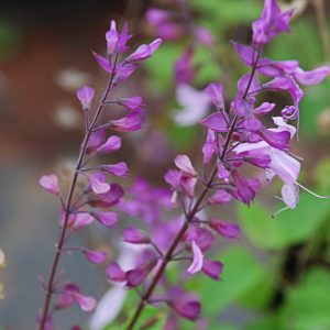 Shell Bush Pink Sage - Orthosiphon labiatus 15cm