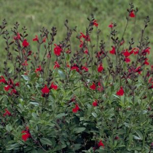 Salvia Denise Soft Pink - Salvia greggii 15cm