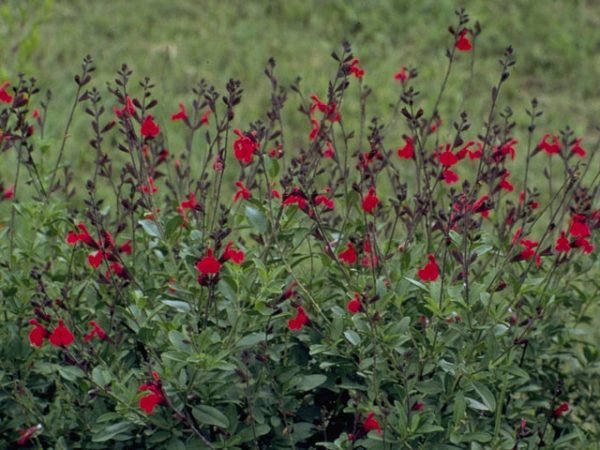 SALVIA GREGGII "Denise" (Soft Pink) 15cm