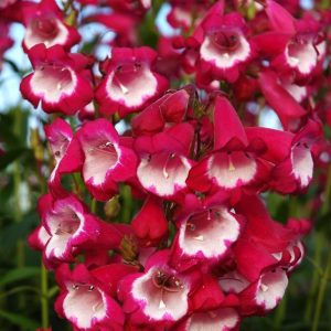 PENSTEMON "Amelia Jane" (Burgundy white centre) 15cm