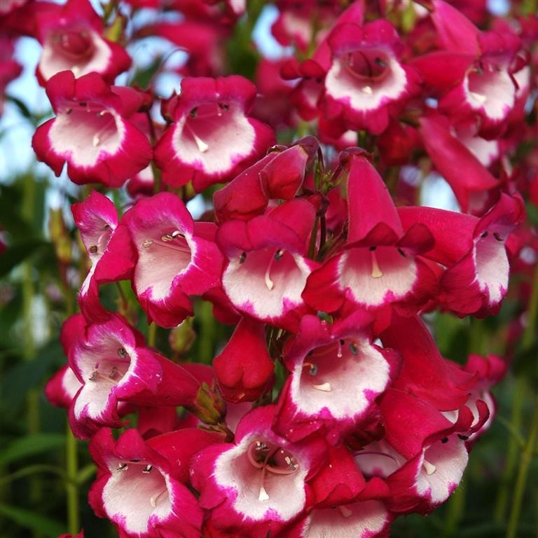 Penstemon Amelia Jayne Burgundy White Centre - Penstemon 15cm