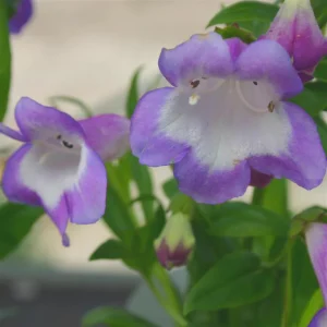 PENSTEMON "Czar" - (Blue and white) 15cm