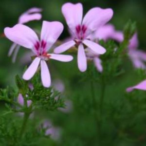 Shrubby Pelargonium - Pelargonium fruticosum 15cm