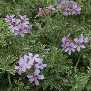 Geranium Scented Lady Plymouth - Pelargonium 15cm